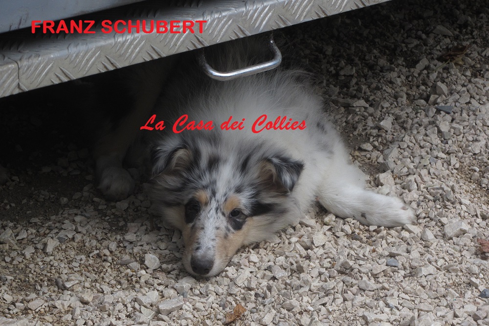 COLLIES FRANZ
